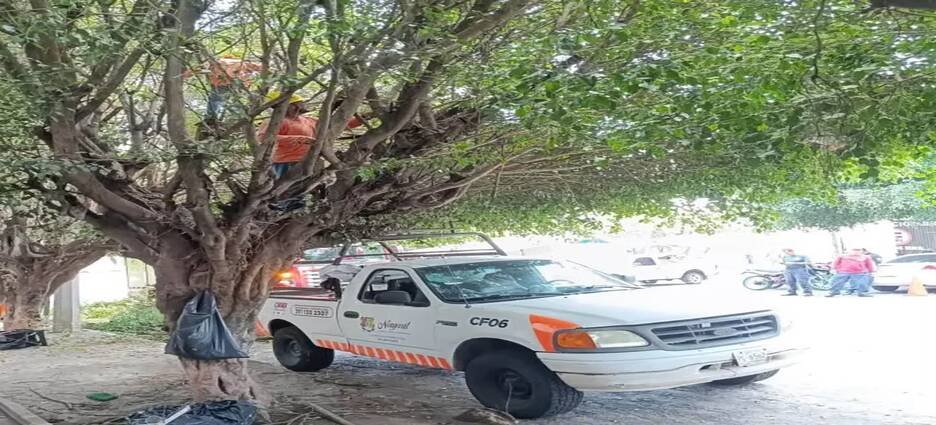 COFONAY atiende árboles en riesgo ante las lluvias en Tepic