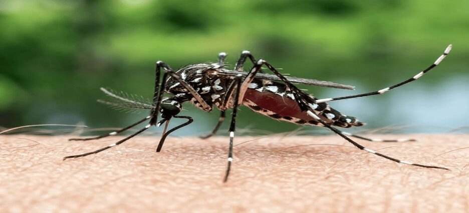 Tepic y Xalisco concentran más del 80% de los casos de dengue en Nayarit